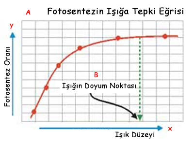 fotosentez