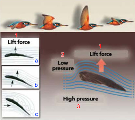 birds