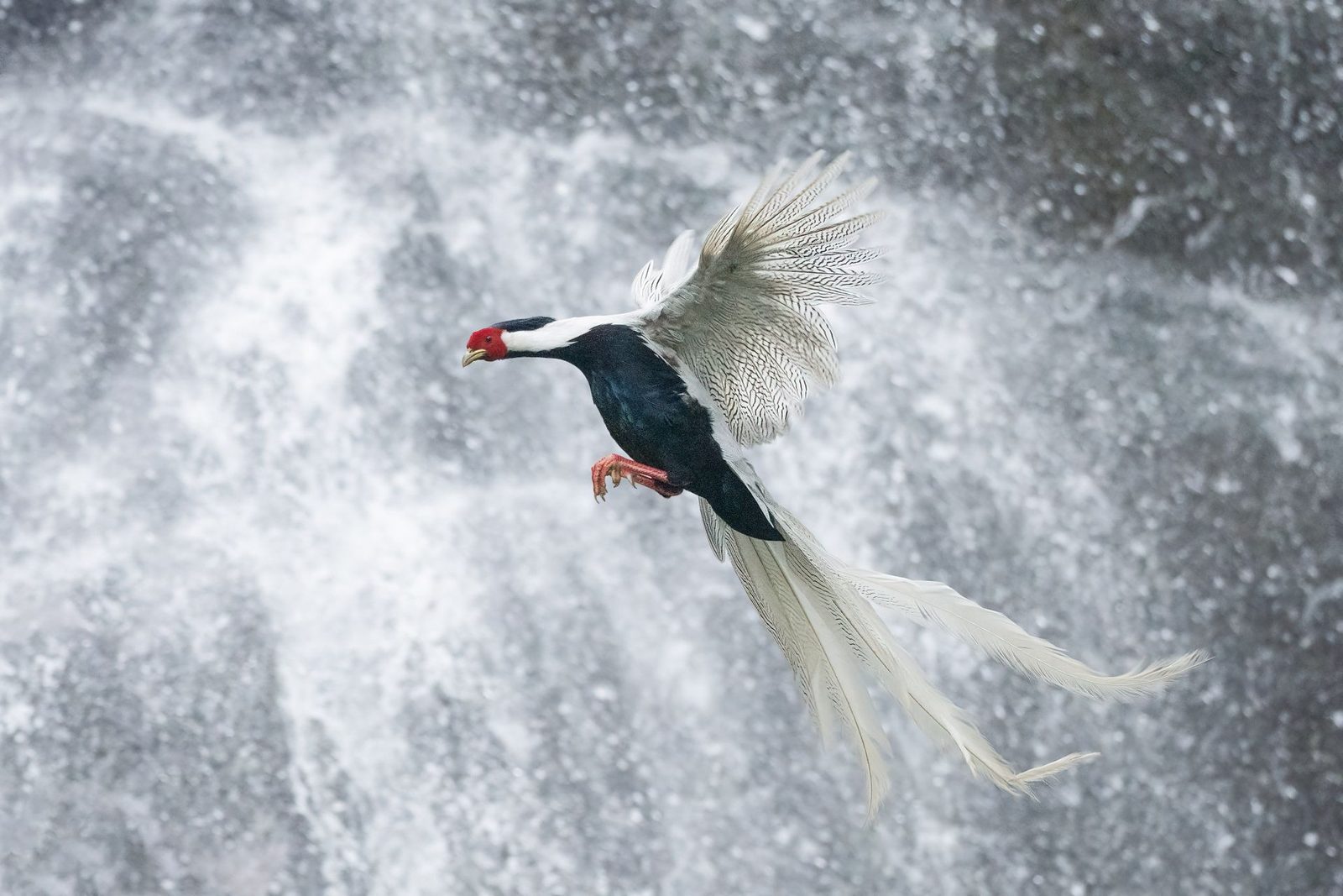birds,