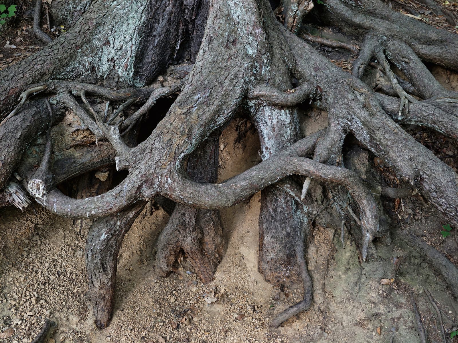 root