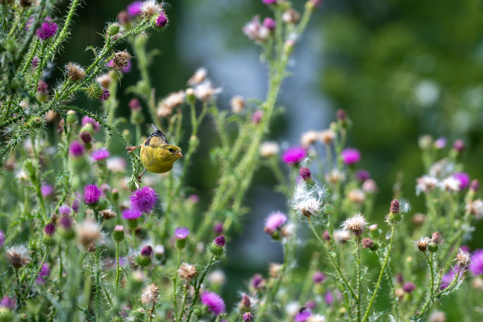 flowers, birds