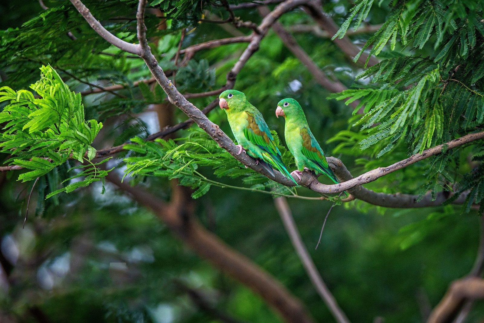 brids, flowers
