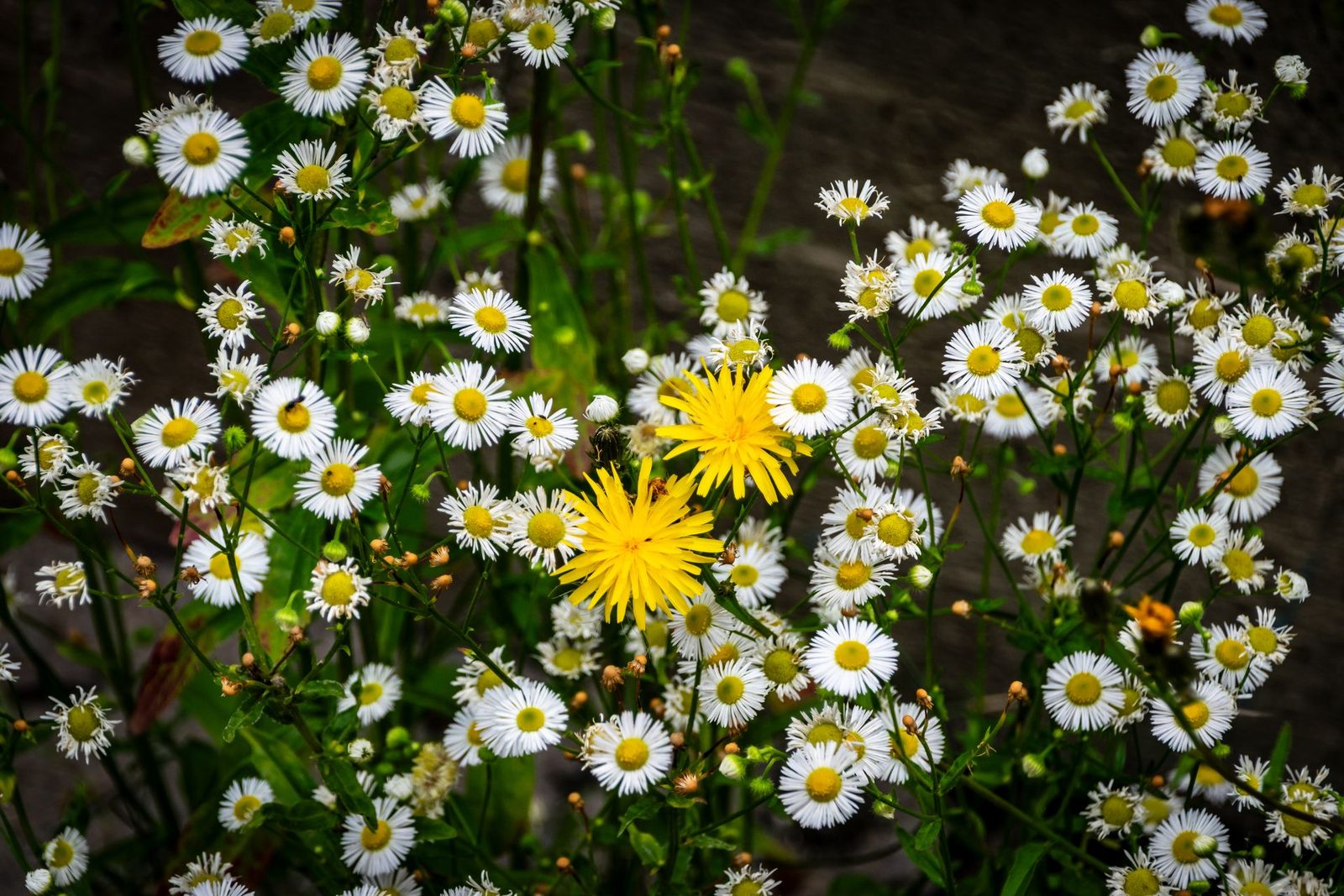 flowers