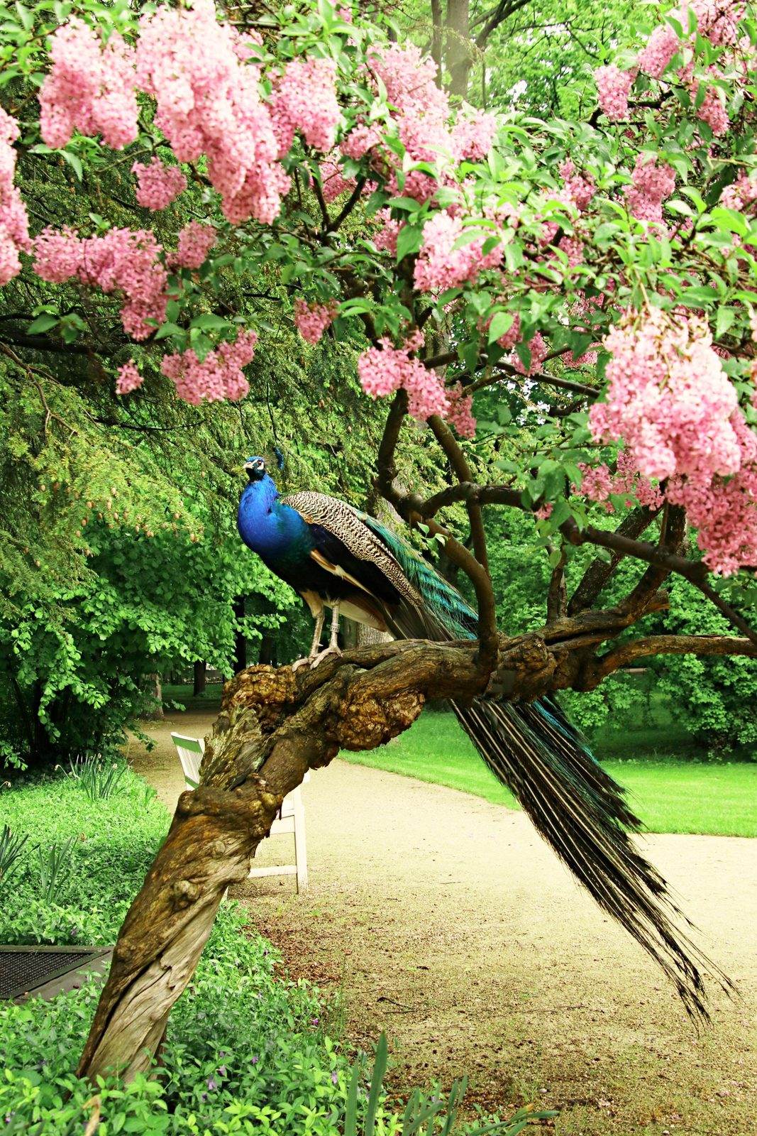 birds
